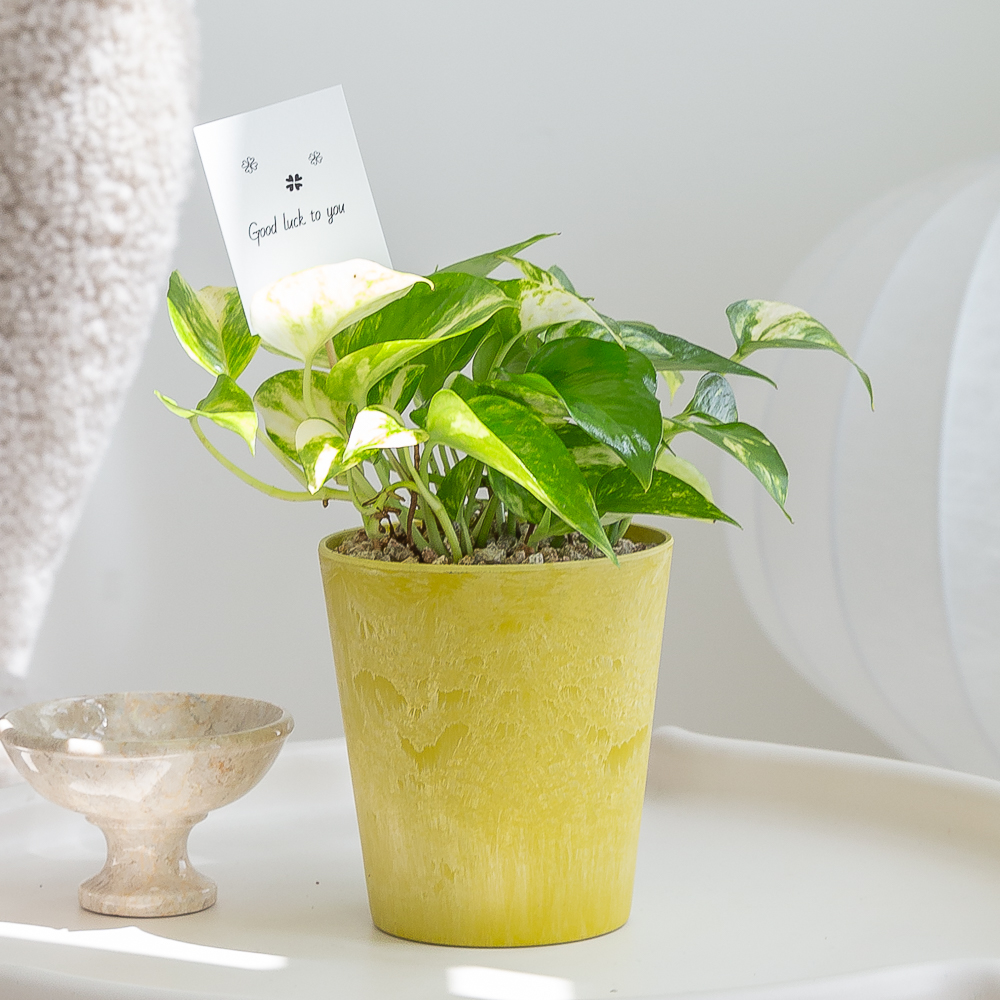 스킨답서스 컬러팝화분 키우기 쉬운 반려식물 인테리어 화초 음지 실내공기정화식물