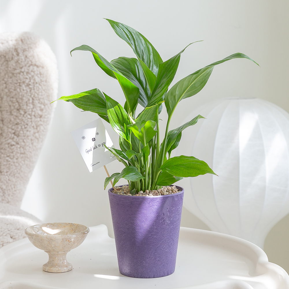 스파트필름 컬러팝화분 키우기 쉬운 반려식물 인테리어 화초 음지 실내공기정화식물