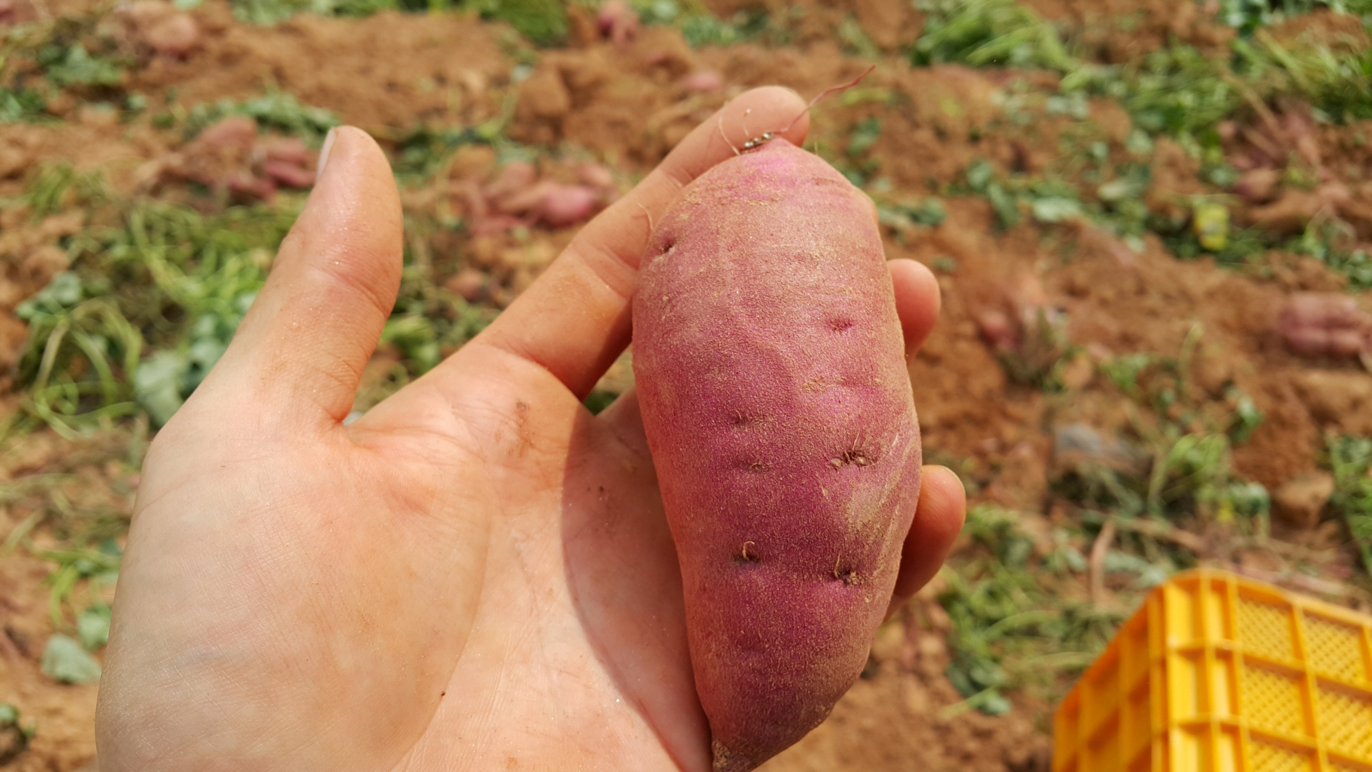 산지직송 25년 해남 꿀고구마 10kg 햇고구마 호풍미 호박 고구마 베니하루카 다이어트 - 상세 이미지 4