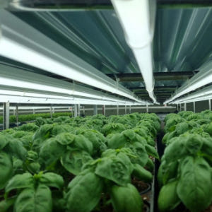 블루버드 인테리어식물화분 실사용 후기 | 효과 있을까? - 상품 이미지 2