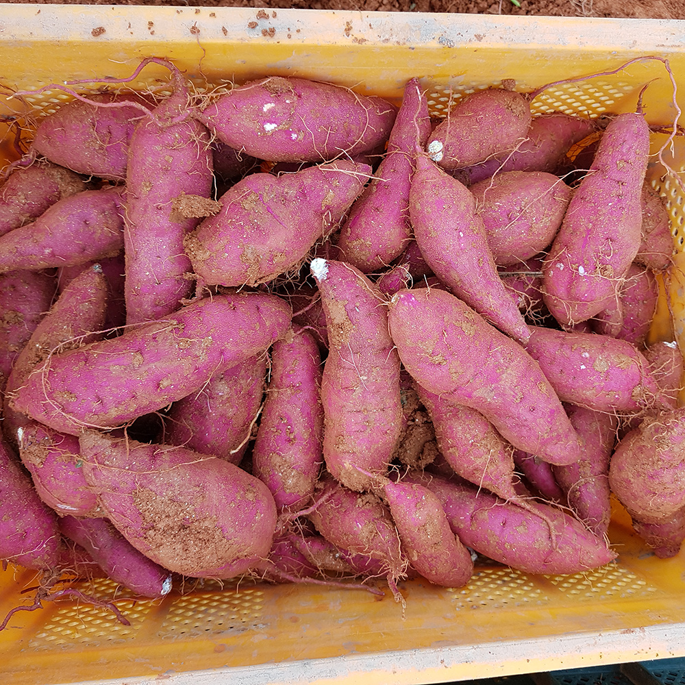 산지직송 25년 수확 해남 꿀고구마 10kg 햇고구마 호박 고구마 베니하루카 다이어트
