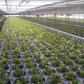 블루버드 인테리어식물화분 이미지 4