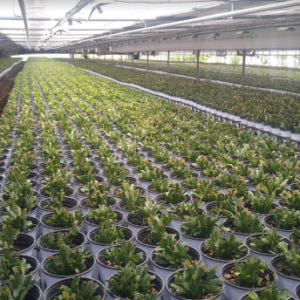 블루버드 인테리어식물화분 실사용 후기 | 효과 있을까? - 상품 이미지 4