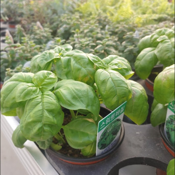 호야 넝쿨 실내음지 거실 그늘 키우기쉬운 실내공기정화식물화초 인테리어거실 반려 플랜테리어 이미지 4