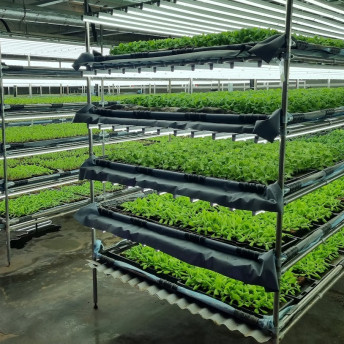 블루버드 인테리어식물화분 이미지 3