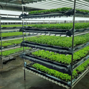 블루버드 인테리어식물화분 실사용 후기 | 효과 있을까? - 상품 이미지 3