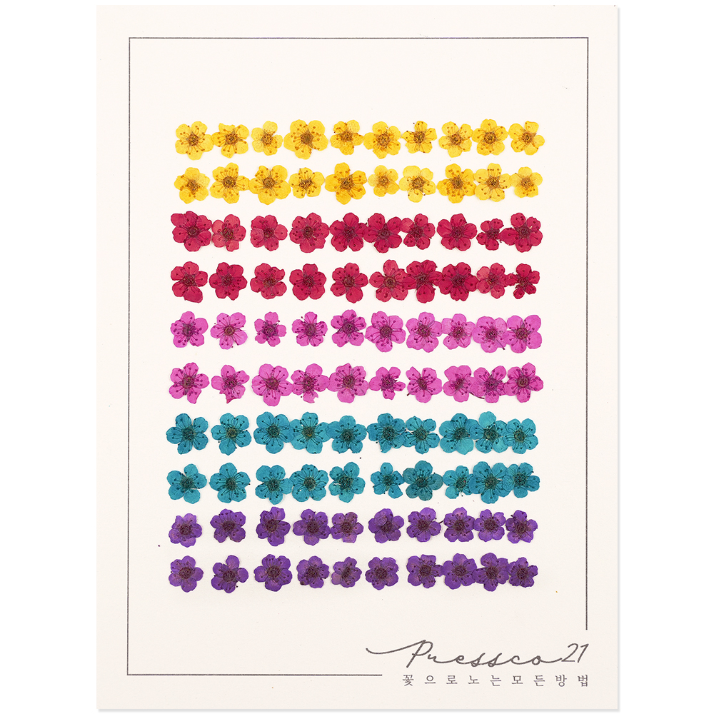 프레스코21 압화 꽃송이 조팝(5색/A형) 100p 제품 이미지