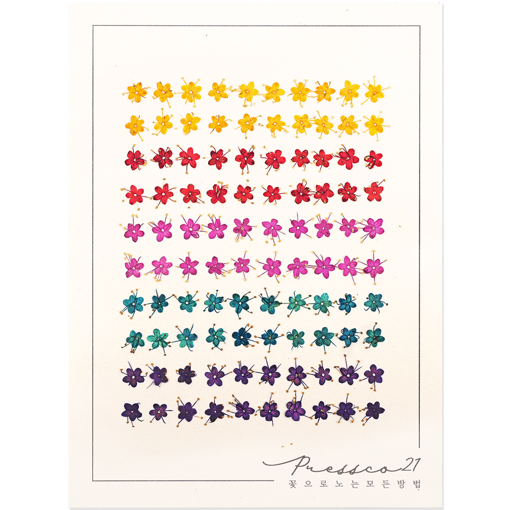 프레스코21 압화 꽃송이 가막살(5색/국내산) 100p - 메인 이미지