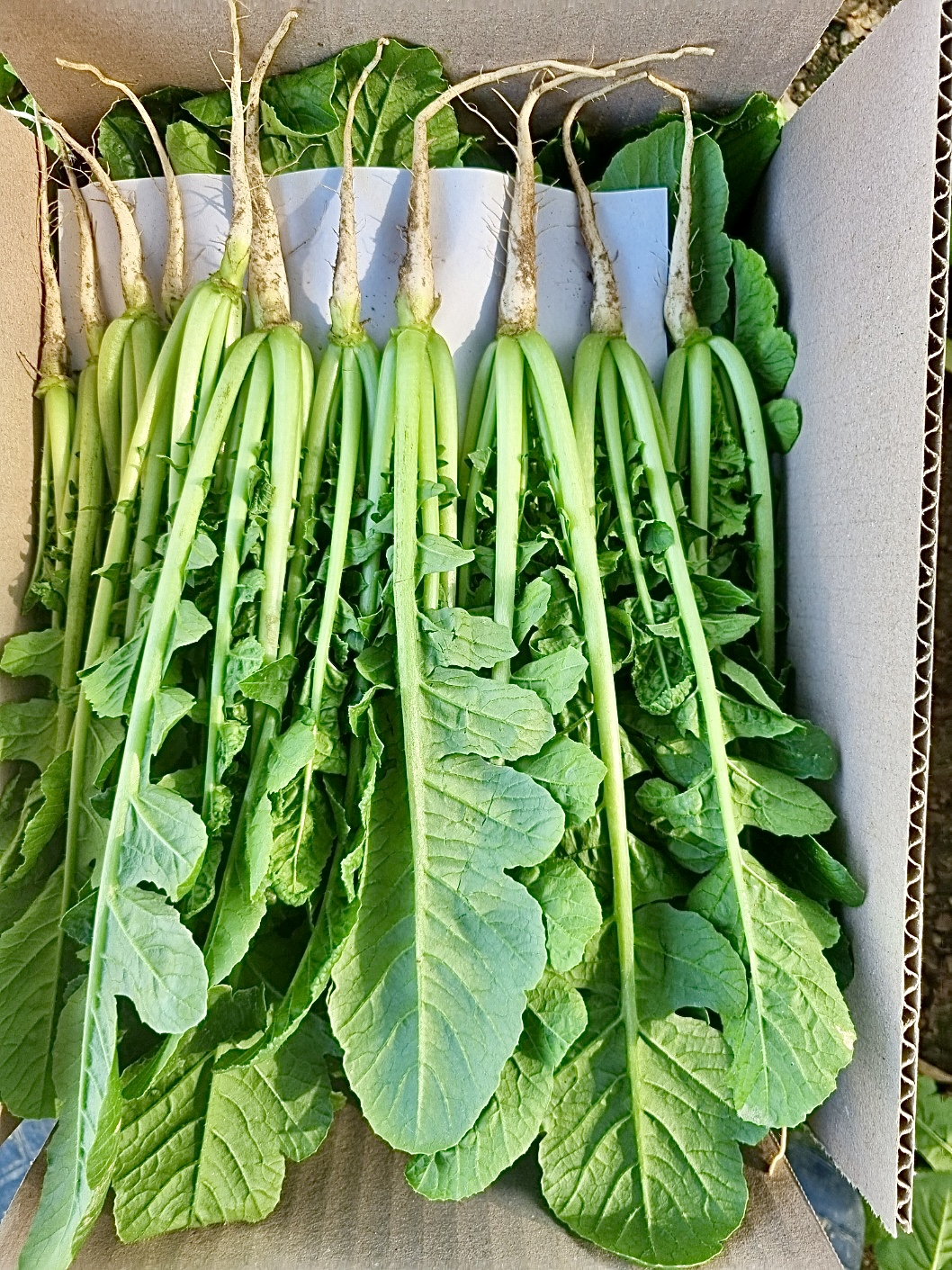 포천 아딸농원 여리고 신선 어린인생열무 2kg 4kg 아삭아삭 통통한 어린열무 산지직송 : 아딸농원
