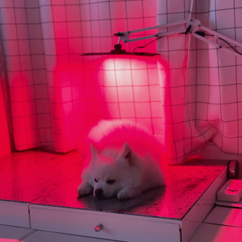 아픈 강아지 고양이 피부병 슬개골탈구 책임지는 근적외선 치료기 펫스니즈- 닥터펫 펫큐어레이 - 상세 이미지 2