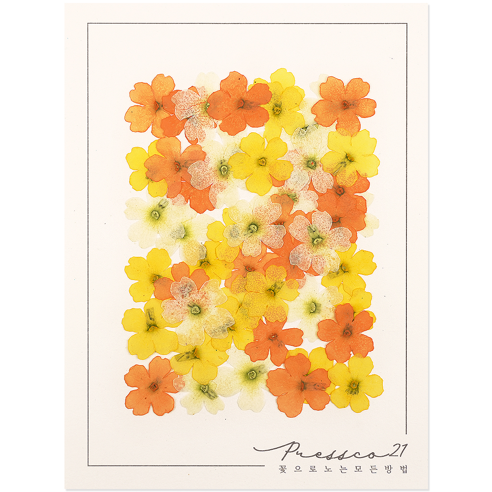 프레스코21 압화 꽃송이 버베나(노랑혼합) 50p 제품 이미지