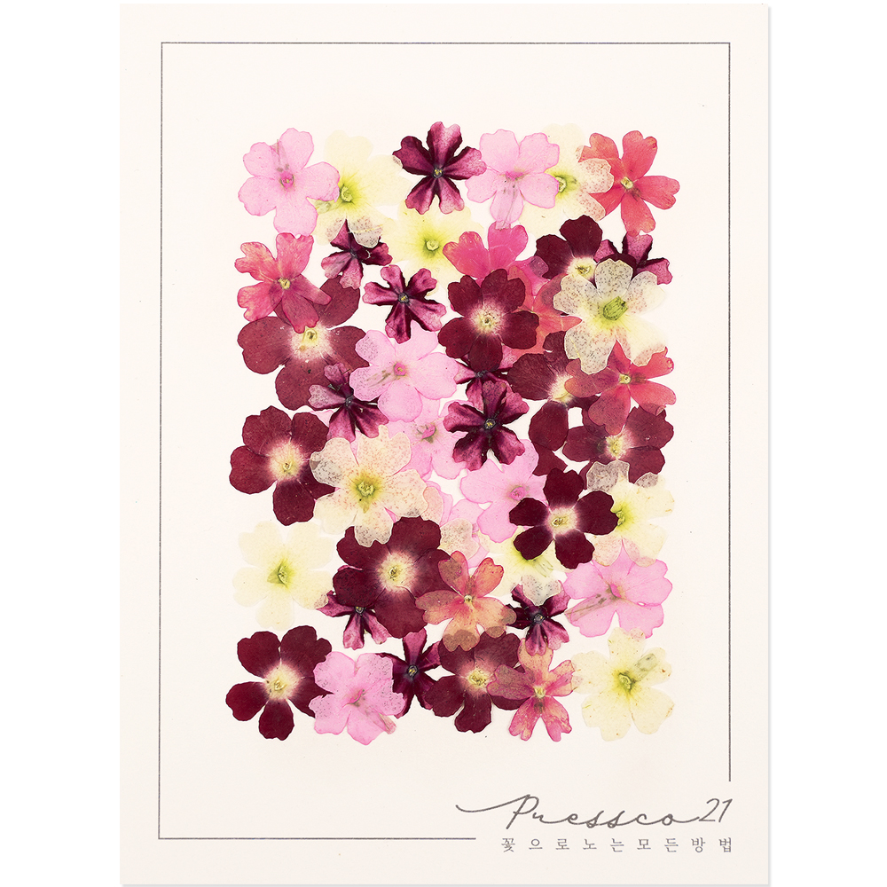 프레스코21 압화 꽃송이 버베나(빨강혼합) 50p - 상품 이미지