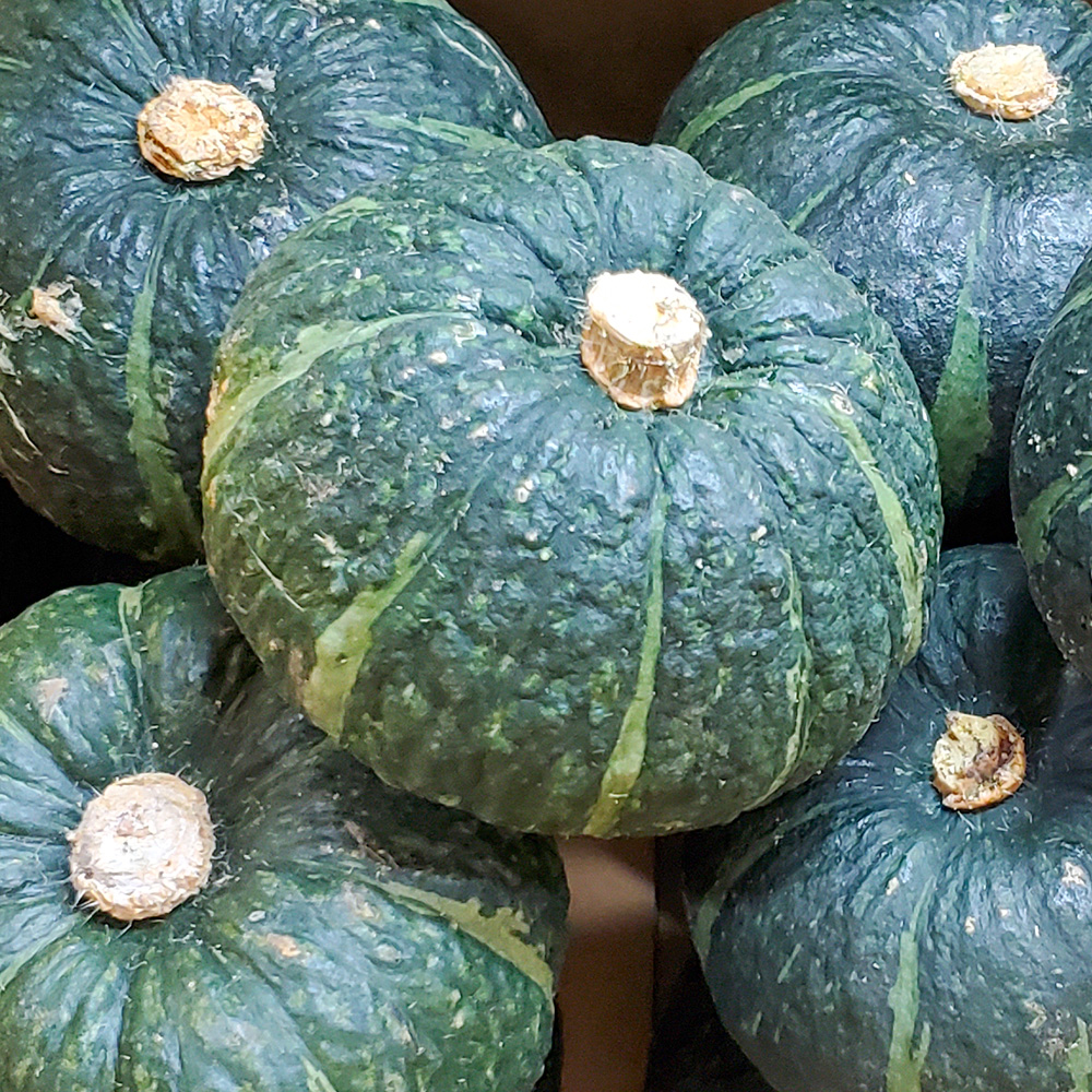 [오늘신선] 제주 산지 직송! 미니밤호박(보우짱) 1kg~4.5kg - 상품 이미지