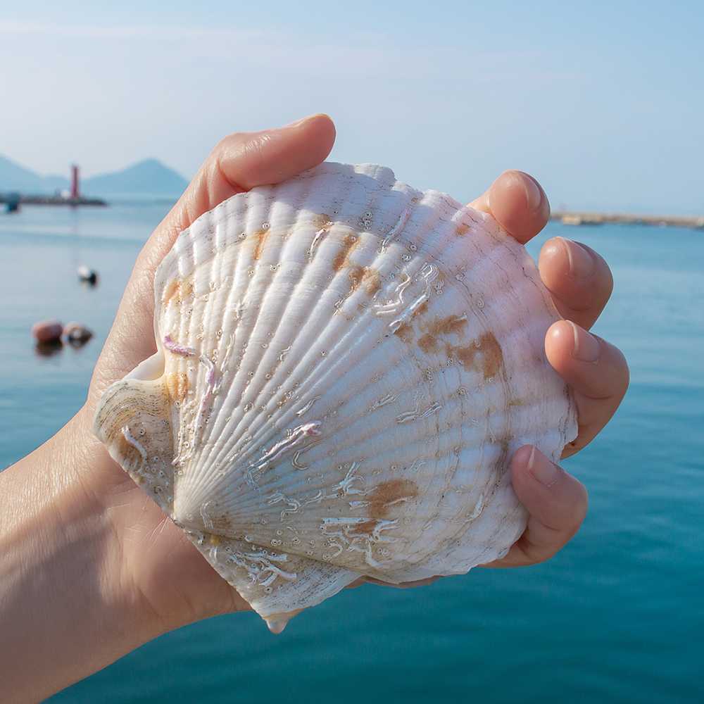 대왕 참가리비 1kg 제철 왕가리비 캠핑 자연산