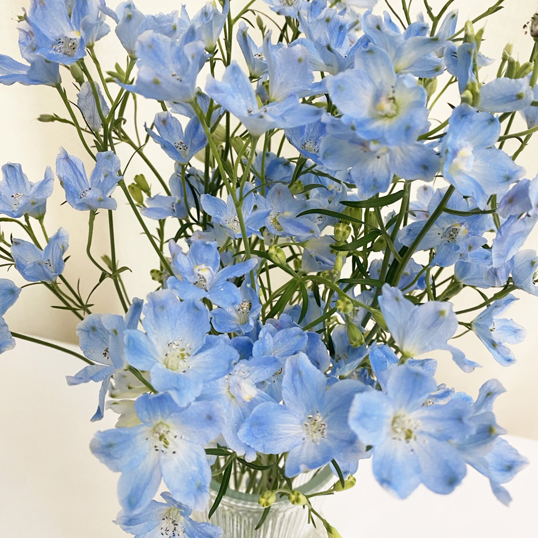 미니델피늄 델피니움 파란꽃 꽃배달 생화택배 양재꽃시장 이미지 2