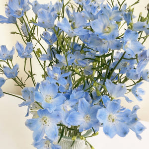 미니델피늄 델피니움 파란꽃 꽃배달 생화택배 양재꽃시장 솔직 후기 | 실사용자 리뷰 분석 - 상품 이미지 2