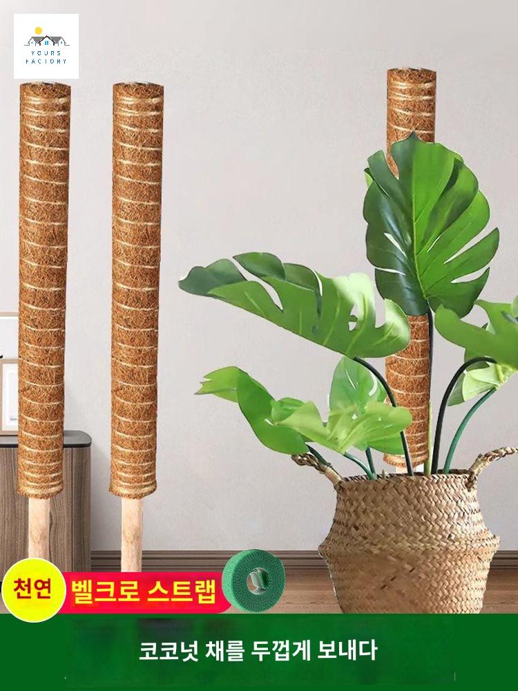수태봉 넛 기둥 식물고정 야자 몬스테라 스틱 지지대 - 상세 이미지 5
