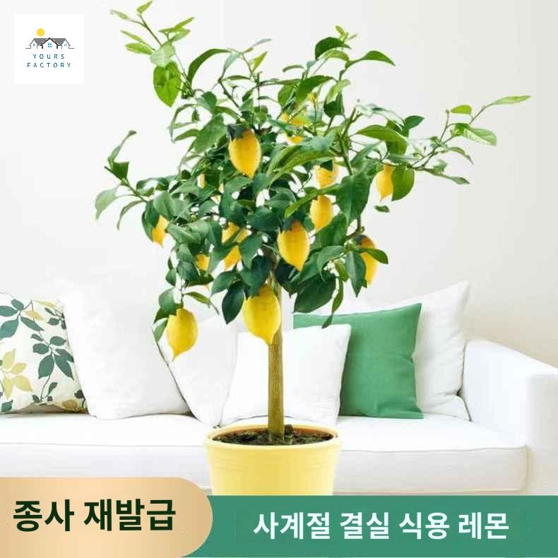 가리개 종이 커버 미니화분 화분 포장 크래프트 - 상품 이미지
