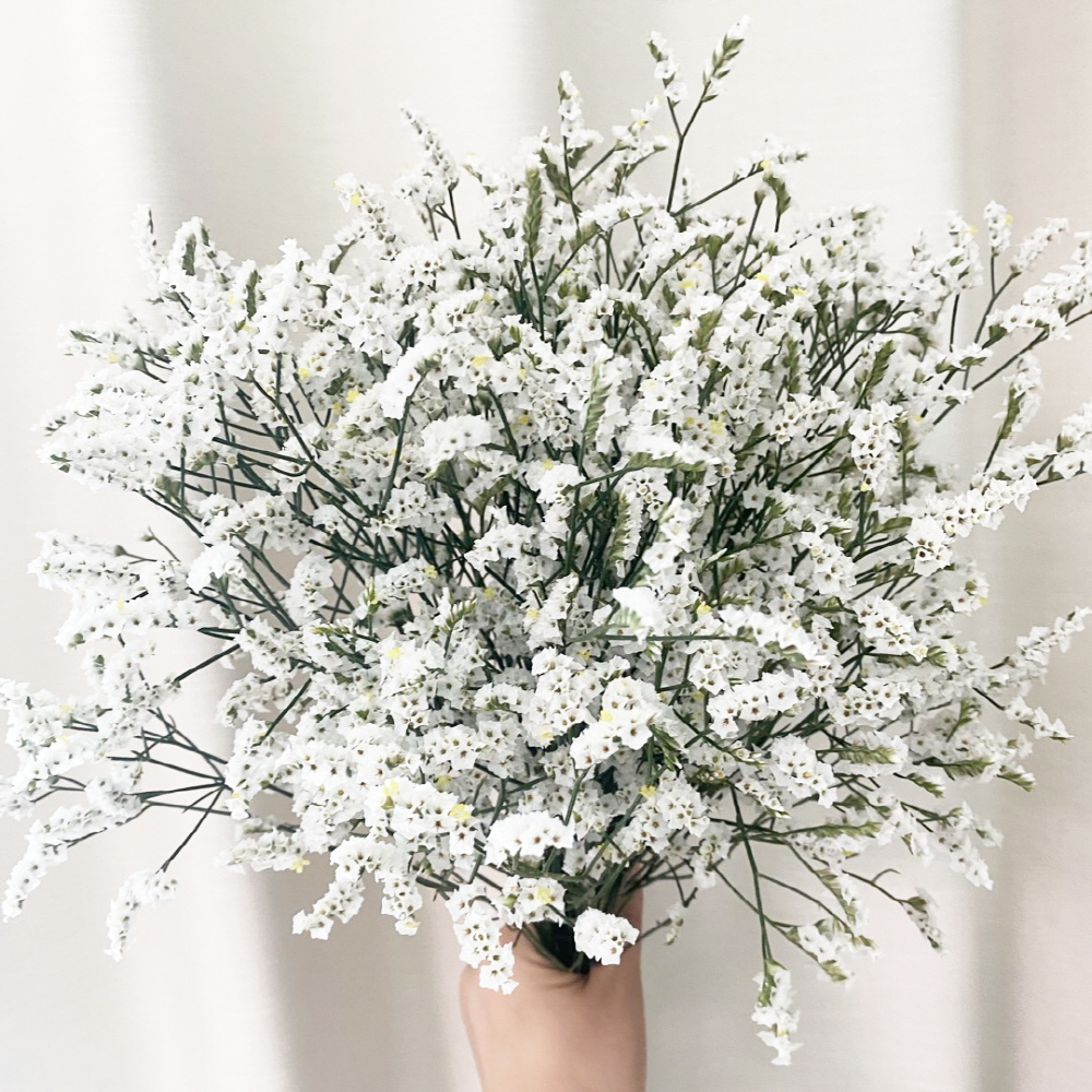 시네신스 반단 꽃배달 싼곳 생화 택배 꽃정기구독