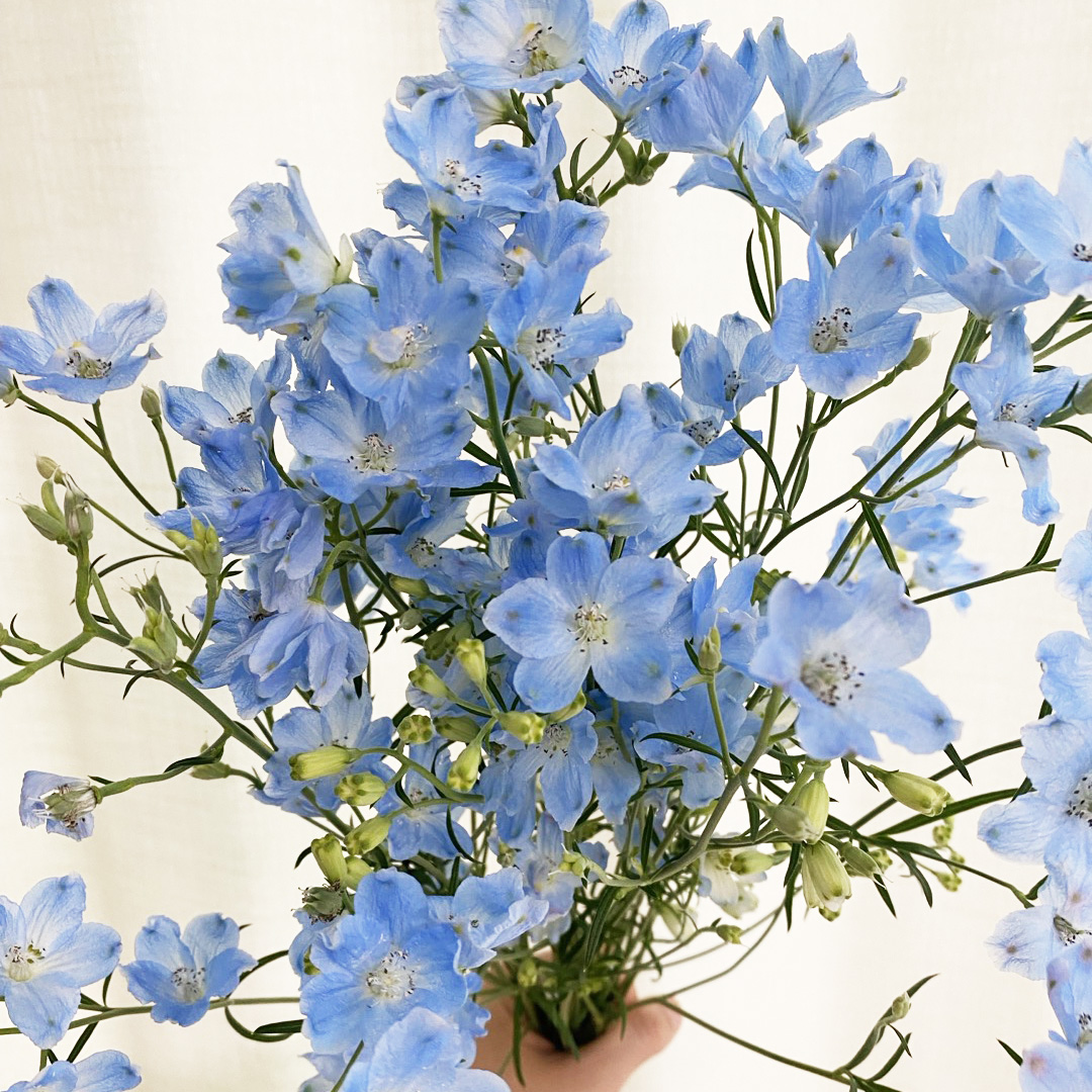 미니델피늄 델피니움 파란꽃 꽃배달 생화택배 양재꽃시장 이미지 4