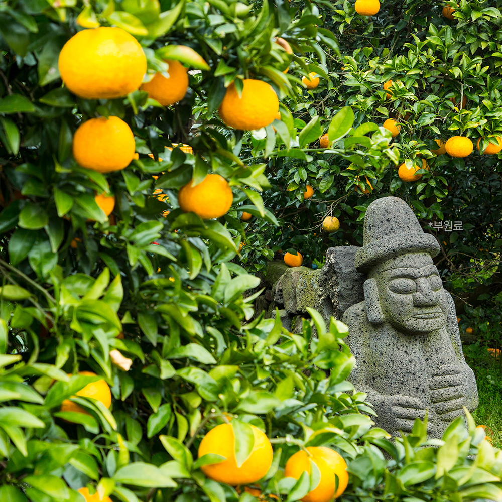 비타튼튼 유아 키즈 어린이 아기 멀티비타민 종합 젤리 15포