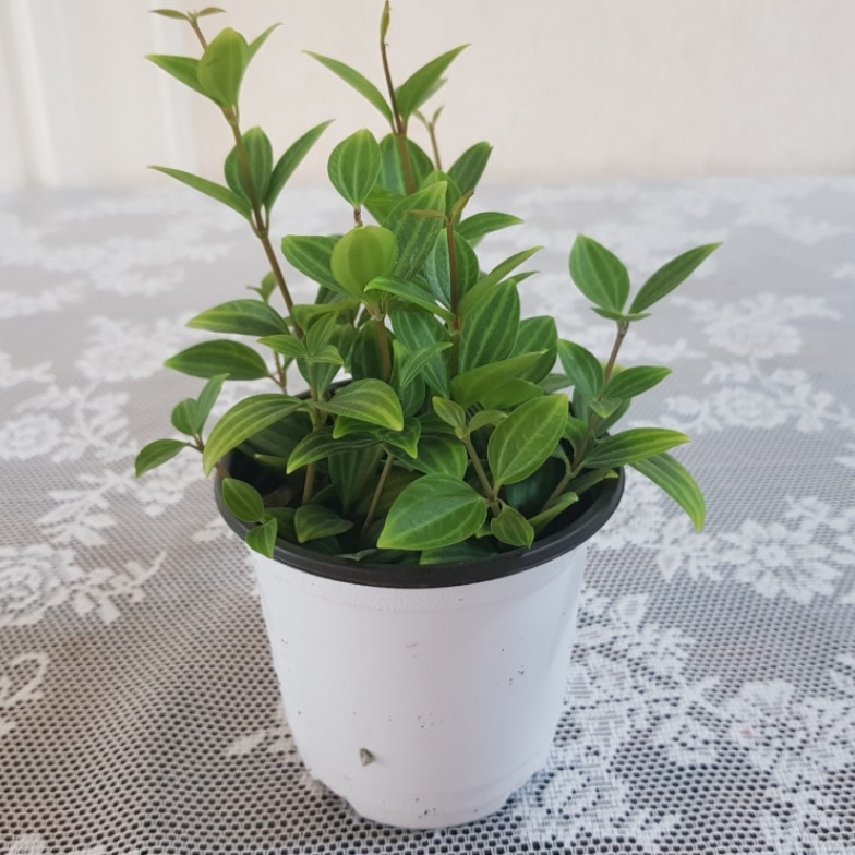 거실화초 아몬드페페 가정에서 키우기 쉬운실내공기정화식물 현관에두면 좋은식물 책상위 베란다