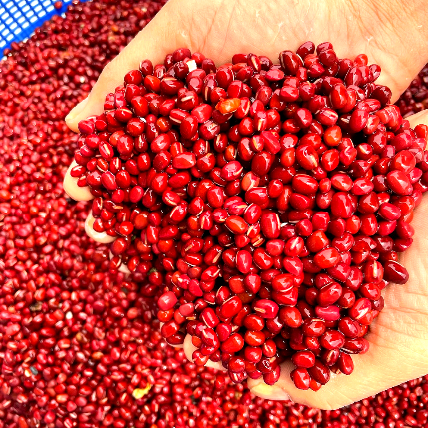 대월떡집 대통령표창 호박고지 시루떡 팥시루떡 개별포장 1kg