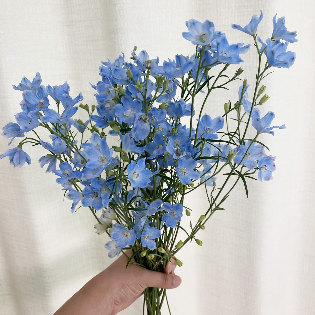 미니델피늄 델피니움 파란꽃 꽃배달 생화택배 양재꽃시장 이미지 3