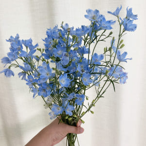 미니델피늄 델피니움 파란꽃 꽃배달 생화택배 양재꽃시장 솔직 후기 | 실사용자 리뷰 분석 - 상품 이미지 3