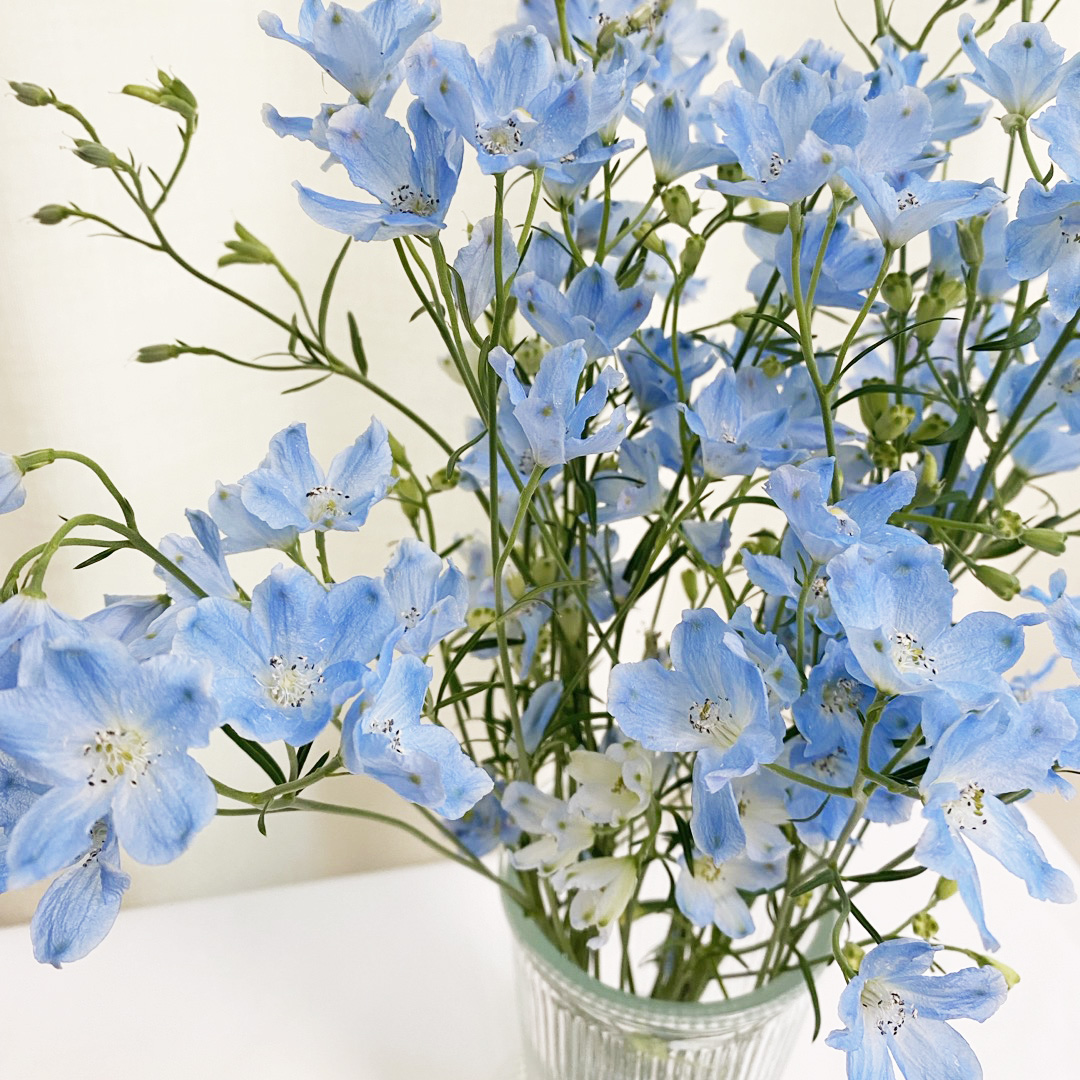 미니델피늄 델피니움 파란꽃 꽃배달 생화택배 양재꽃시장 솔직 후기 | 실사용자 리뷰 분석 - 대표 이미지