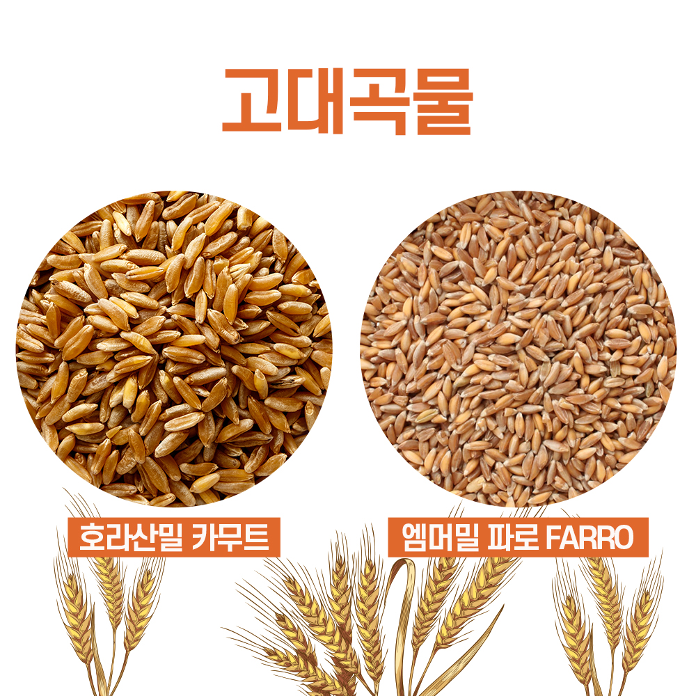 최근생산 카무트호라산밀 그레인온 파로 곡물 FARRO파로쌀 2kg 엠머밀 이미지 3