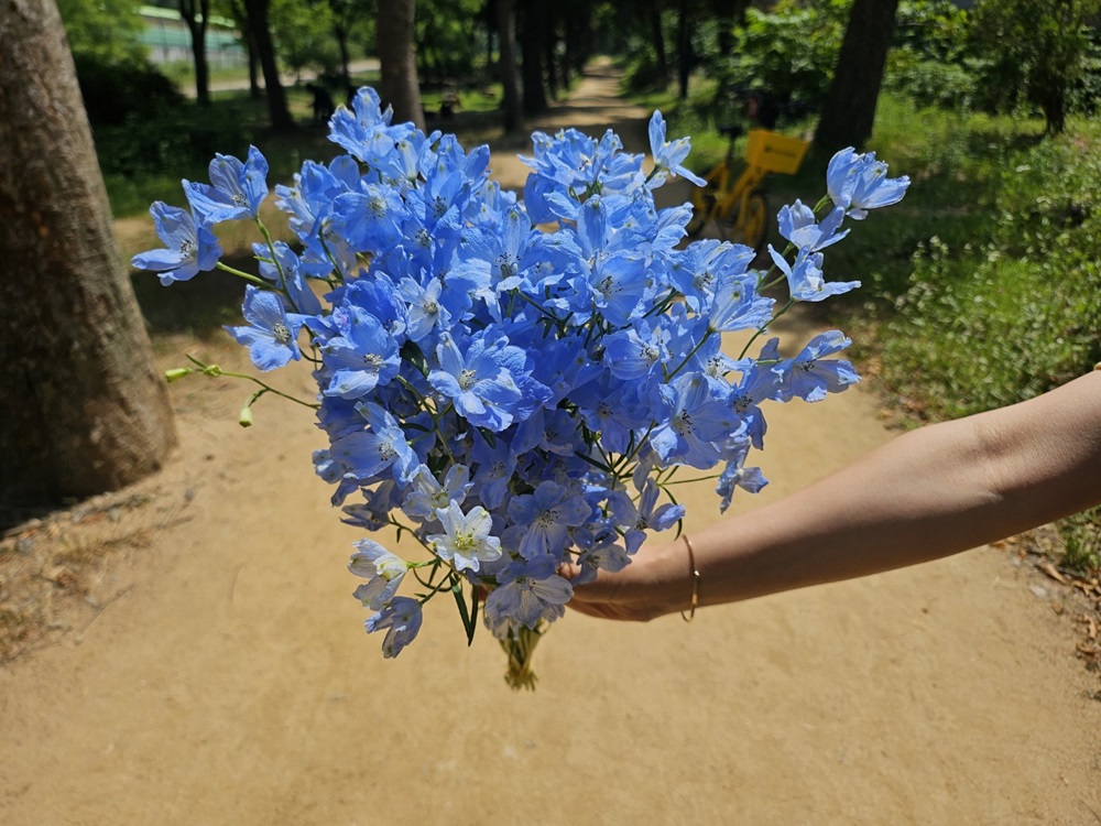 유스풀몰 미니델피늄 한다발 꽃 생화 택배 꽃배달 싼곳 - 상세 이미지 4