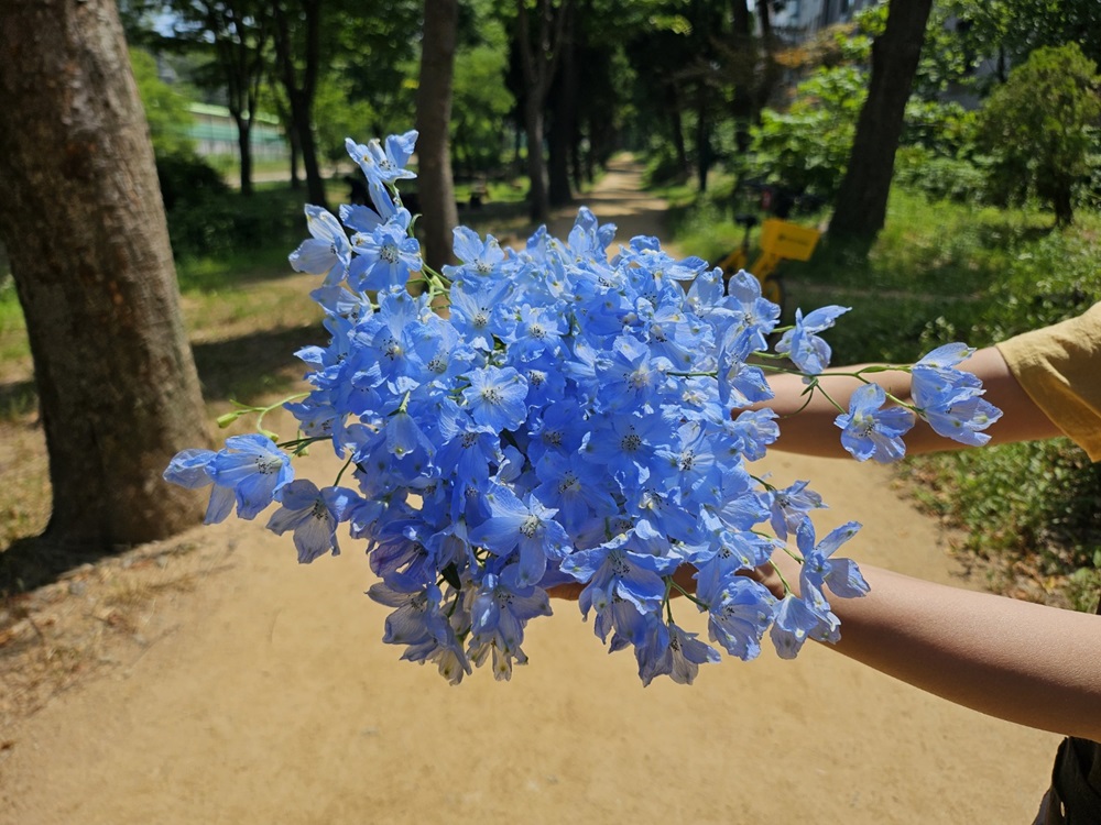 유스풀몰 미니델피늄 한다발 꽃 생화 택배 꽃배달 싼곳 이미지 6