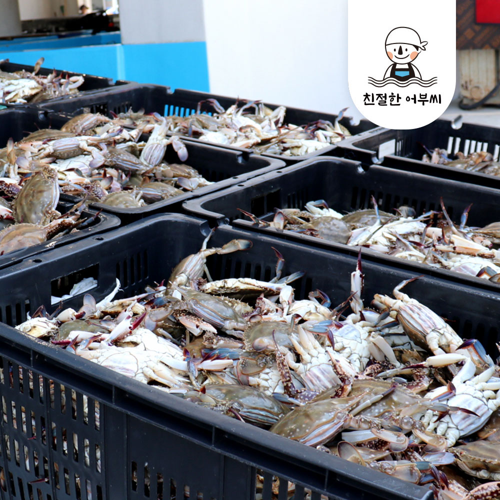 알배기 활 암꽃게 봄꽃게 몽당 1kg 생물 급냉 친절한어부씨 이미지 4