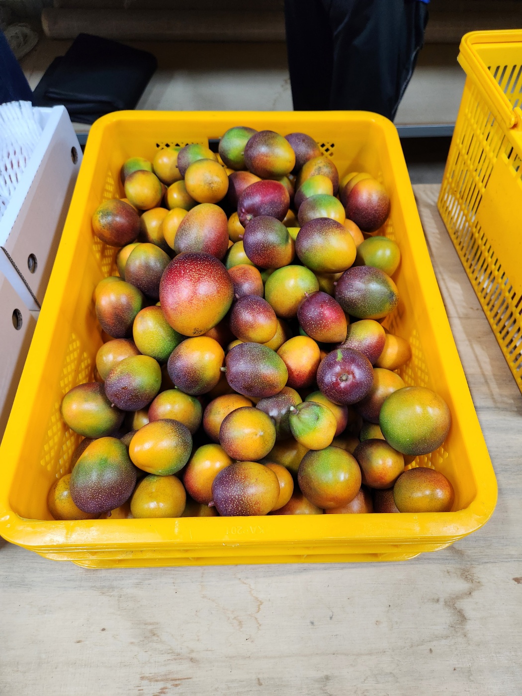 제주애플망고 중과 애플망고 1.5kg, 2kg - 상세 이미지 4