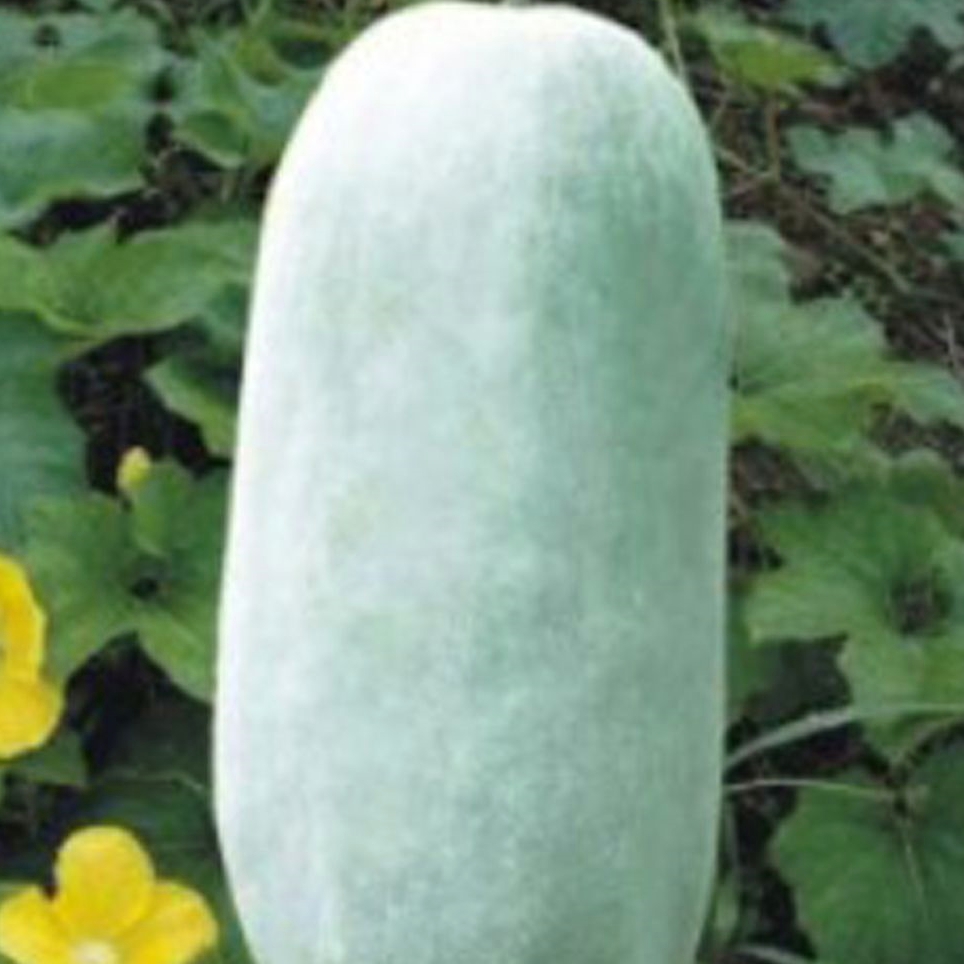 정원꾸미기 품종 가정원예 식용박 동아 나물박 채소 씨 : 서치플레이스10