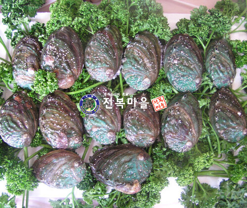참전복 활전복 1kg (12-13마리) 해신탕 전복삼계탕 (살아있는 전복 책임배송)