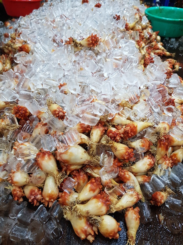 당일조업 동해안 활 멍게 생물 6kg, 1개 - 상세 이미지 4
