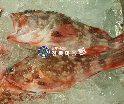 쏨팽이 쏨뱅이 1kg(1-2마리) 열기어 불볼락 쏨뱅어(조업당일발송상품) - 메인 이미지