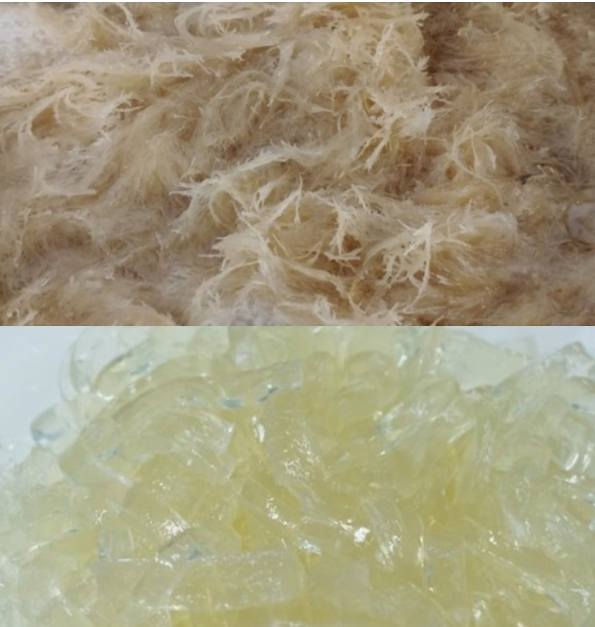 말린 우뭇가사리 (건우뭇가사리) 100g 천초 우무초 우묵 우묵가사리 (2개이상주문상품) - 상세 이미지 3