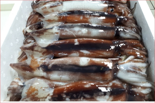 오징어 선동 오징어 3마리 생오징어 해물요리