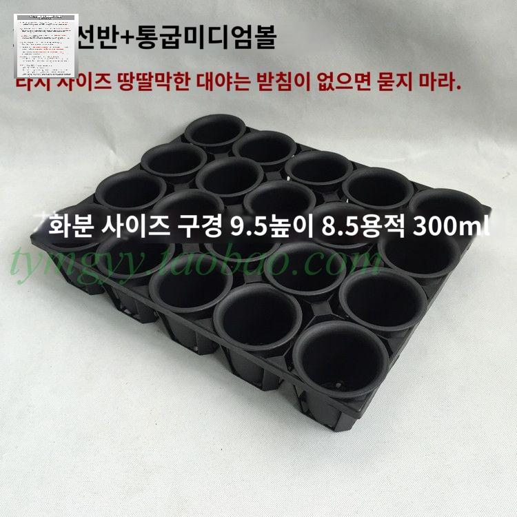 셀분리형 모종심기 구 모종판 육묘용기 망고스틴키우기 모종트레이 삽목용 - 상세 이미지 3