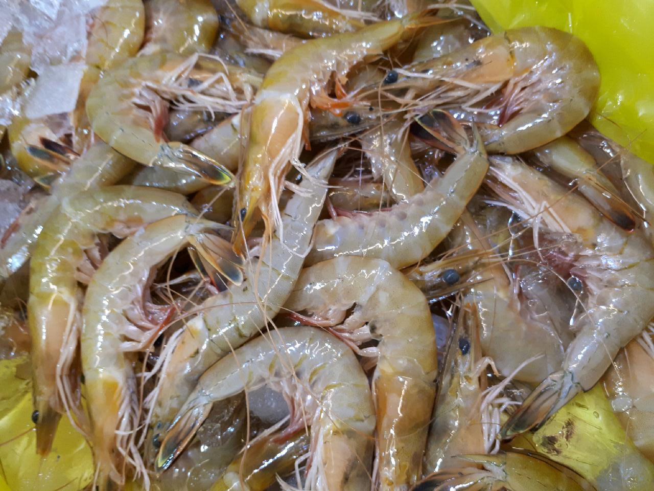 자연산대하 500g 1kg 국산대하 대하새우 왕새우 구이 선물용 - 상세 이미지 2