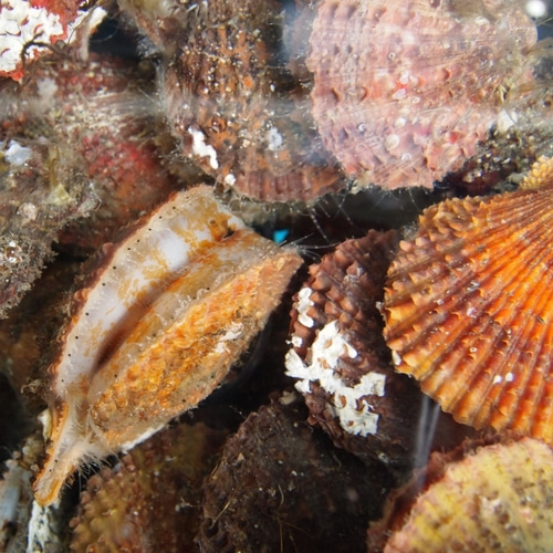 자연산 생물 가리비 1kg 조개구이 가리비회 조개해물탕 (조업당일발송상품)