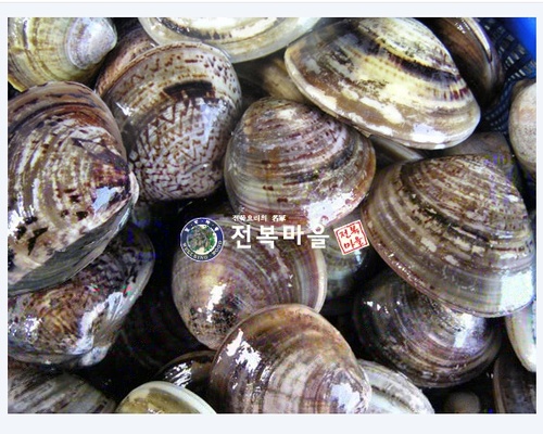 생물 백합조개 생합(중) 1kg 생합탕 조개구이 조개찜 조개탕 - 메인 이미지