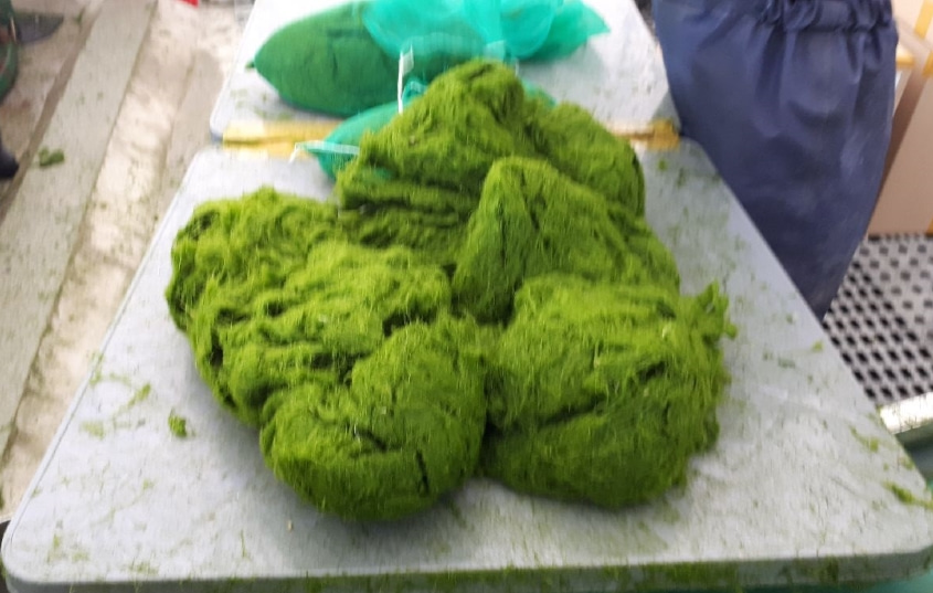 감태가루 감태분말100g 가시파래가루 건강선식 해조국수 수제비 - 상세 이미지 4