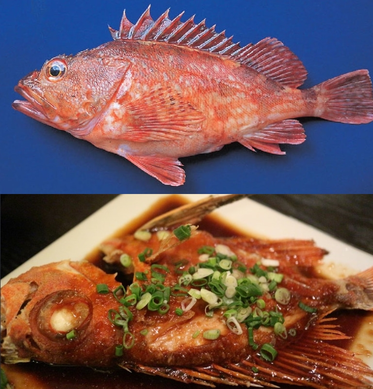 쏨팽이 쏨뱅이 1kg(1-2마리) 열기어 불볼락 쏨뱅어(조업당일발송상품) - 상세 이미지 3