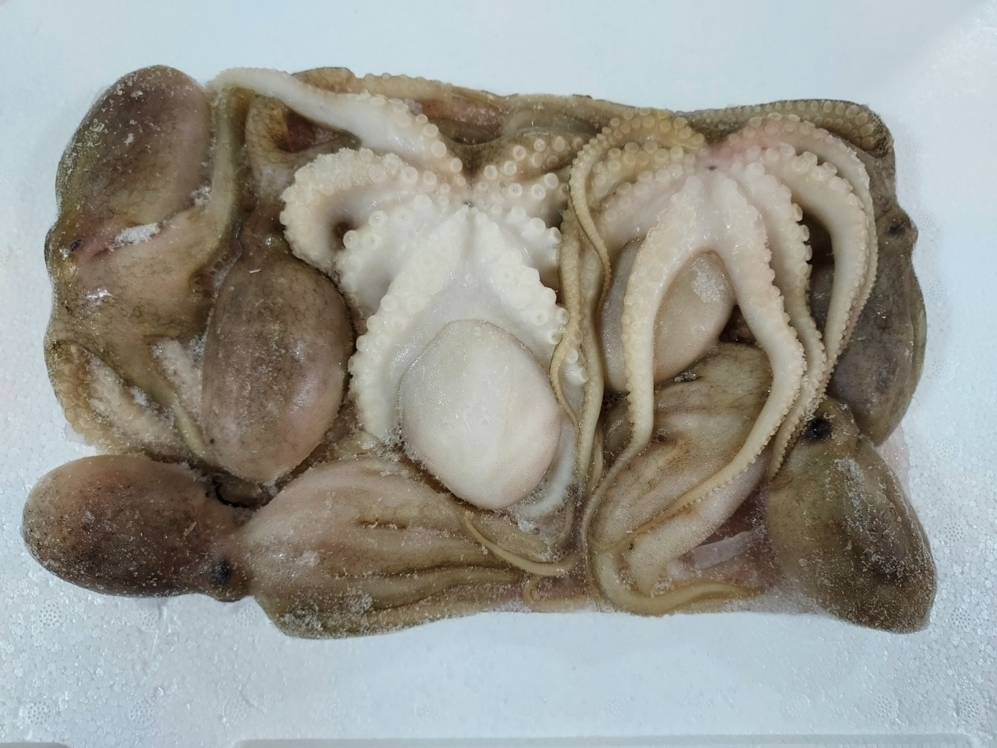 냉동쭈꾸미(주꾸미)1kg (6-7마리내외) 주꾸미볶음 - 상세 이미지 2