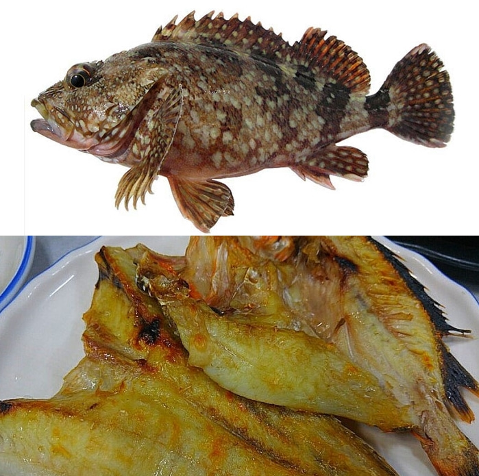 쏨팽이 쏨뱅이 1kg(1-2마리) 열기어 불볼락 쏨뱅어(조업당일발송상품) - 상세 이미지 4