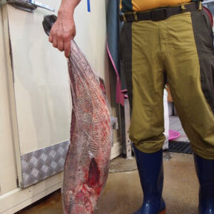 민어회 목포민어 2kg 3kg 4kg 5kg 자연산 한마리 부레 생선회 맛있게 먹은 솔직 후기 - 상품 이미지 1